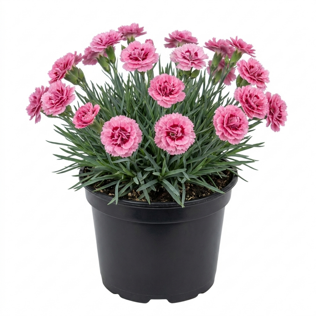 Dianthus ‘Sugar Raspberry’ — Hardy Evergreen Perennial, Bee-Friendly, 17cm Pot