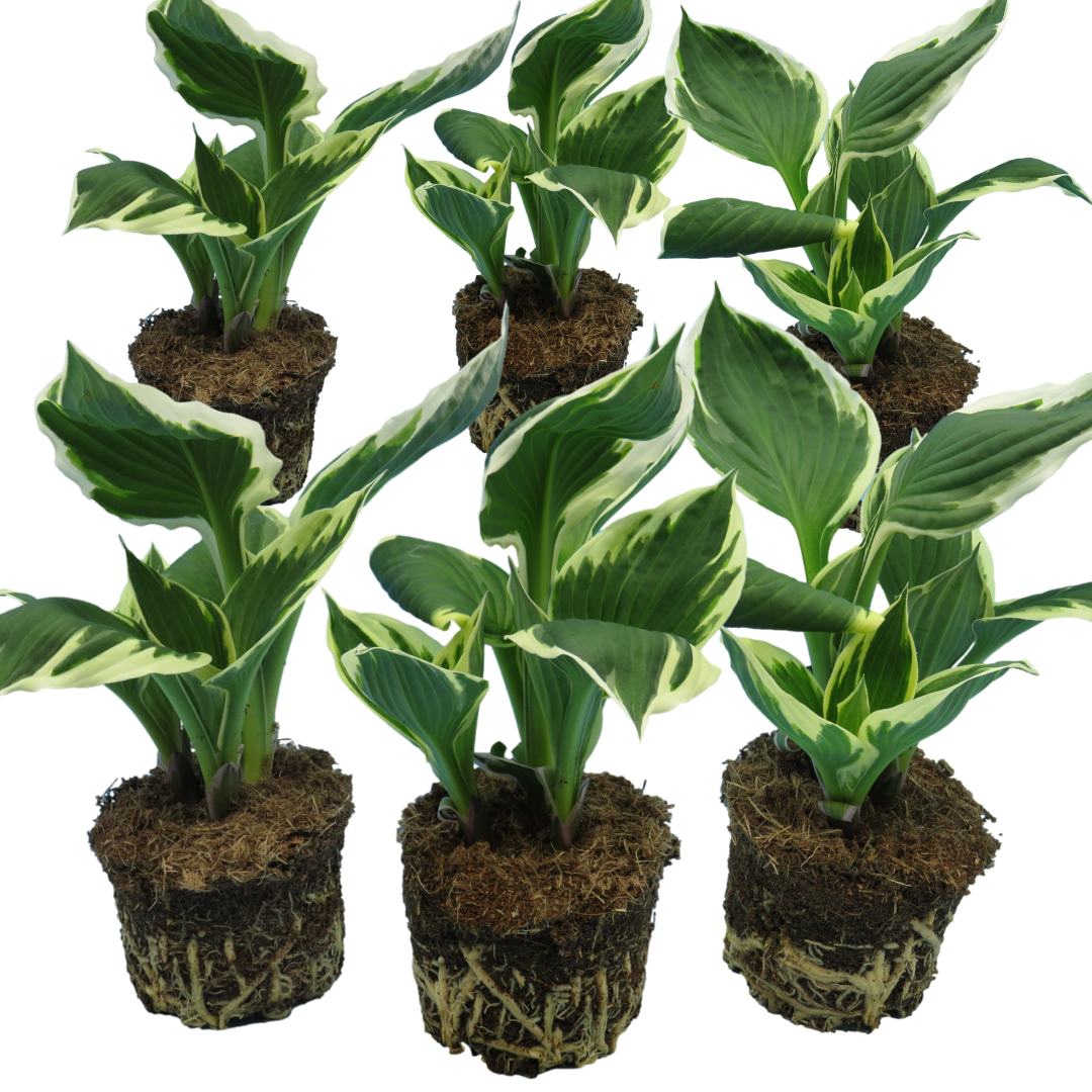 Hosta ‘Francee’ — Hardy Herbaceous Perennial, Bee-Friendly, 1L Pot (Set of 3 or 6)