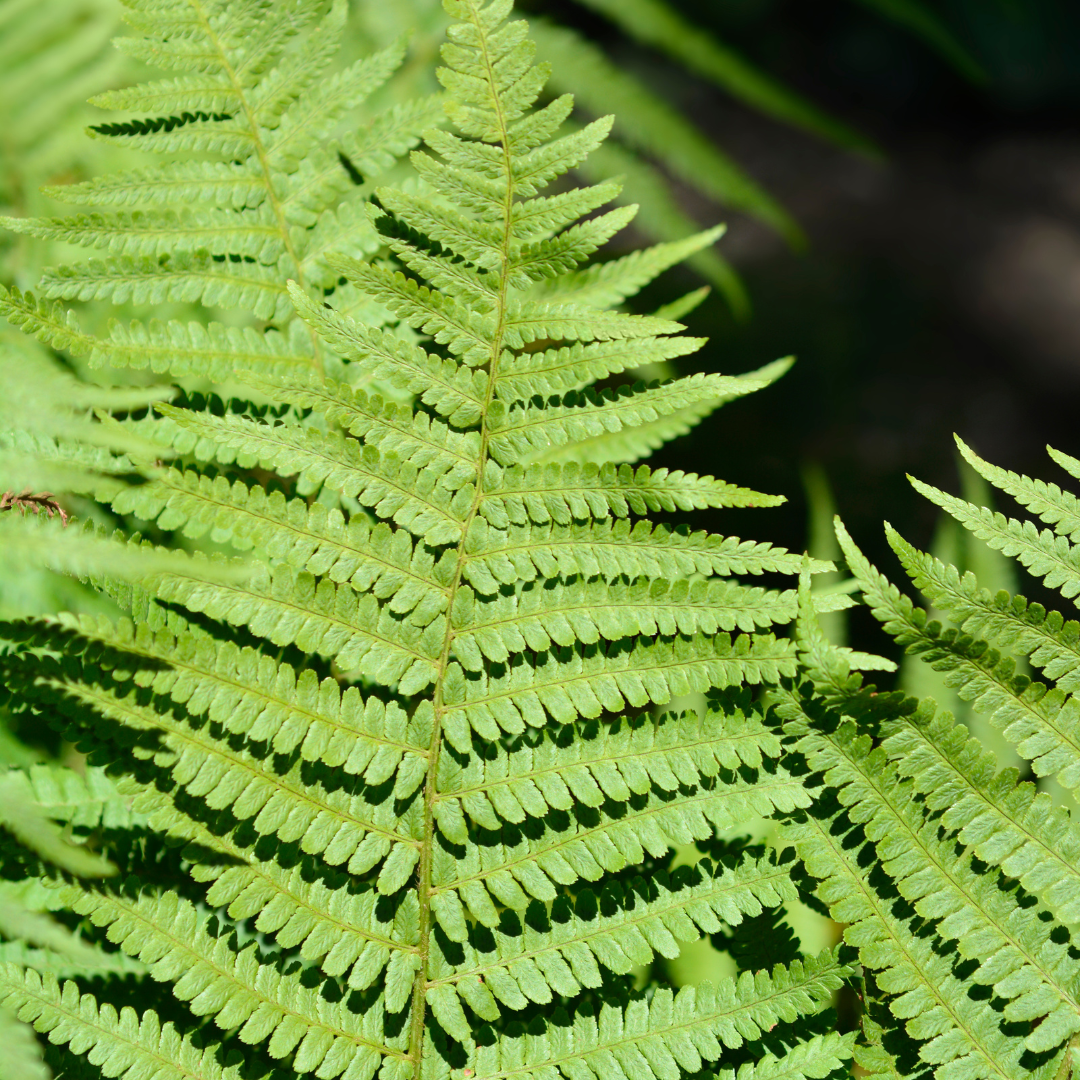 Dryopteris ‘Male Fern’ — Hardy Deciduous Fern, 1L Pot (Set of 3 or 6)