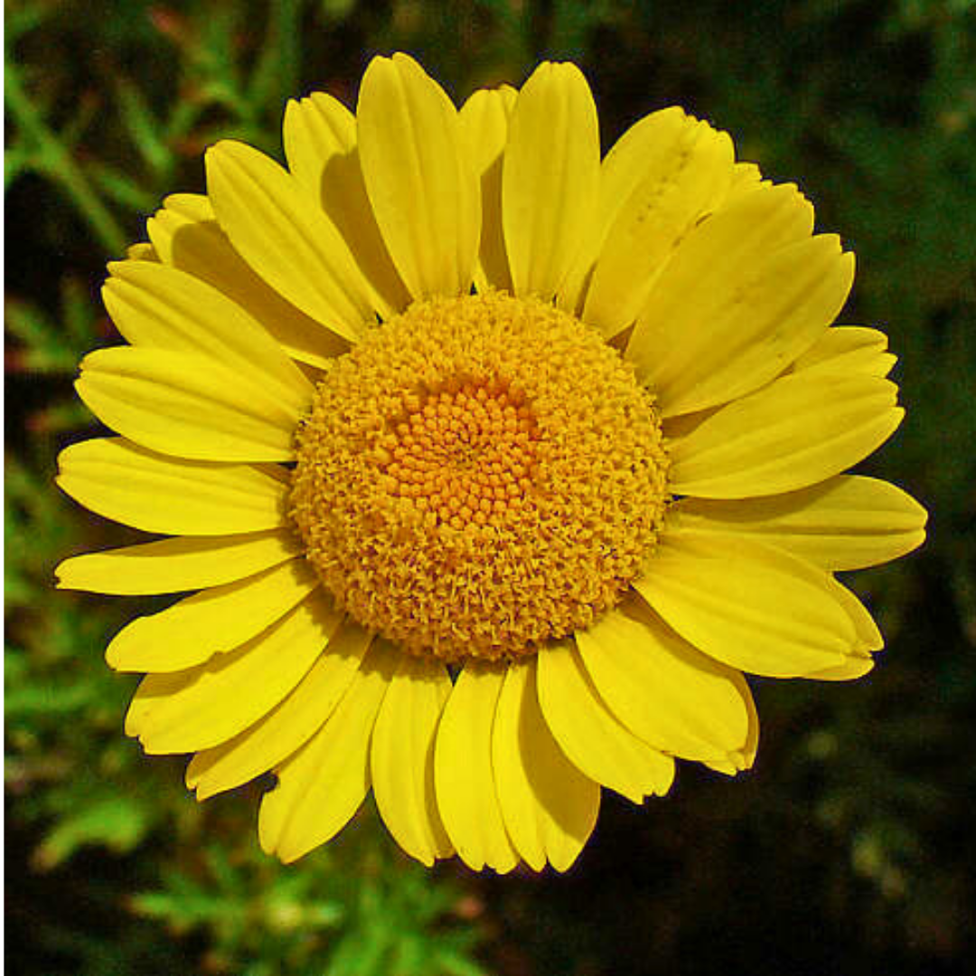 Argyranthemum ‘Madeira Yellow’ — Hardy Perennial, 10.5cm Pot (Set of 3 or 6)