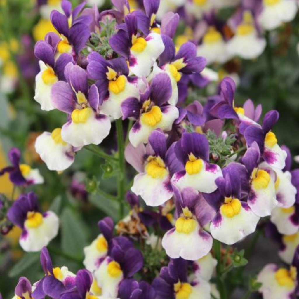 Nemesia ‘Nuvo Blue Bicolour’ — Annual / Short-lived Perennial, Bee-Friendly, 10.5cm Pot (Set of 3 or 6)