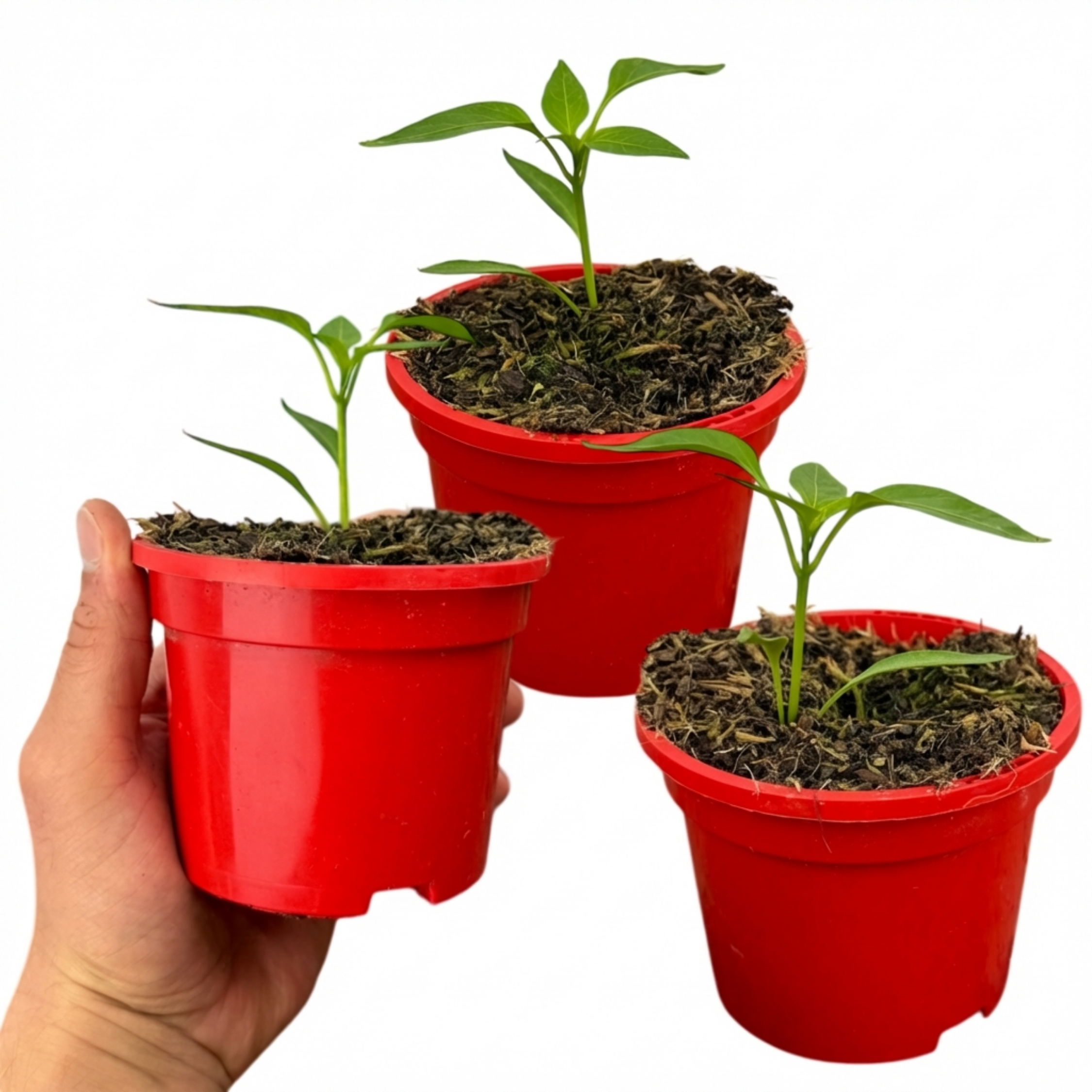 Chilli 'Scotch Bonnet' — Edible Annual, 10.5cm Pot (Set of 3 or 6)