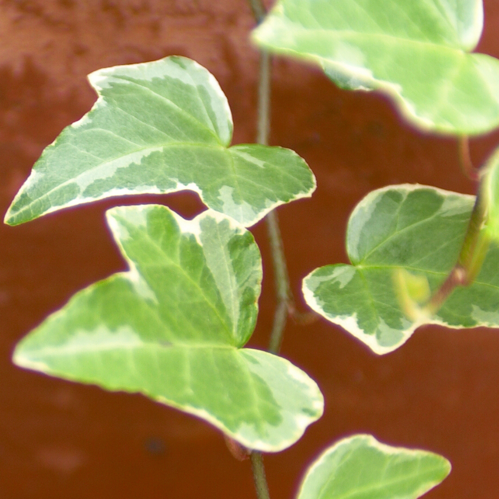 Hedera ‘Gold’ — Hardy Evergreen Climber / Ground Cover, Bee-Friendly, 10.5cm Pot (Set of 3 or 6)