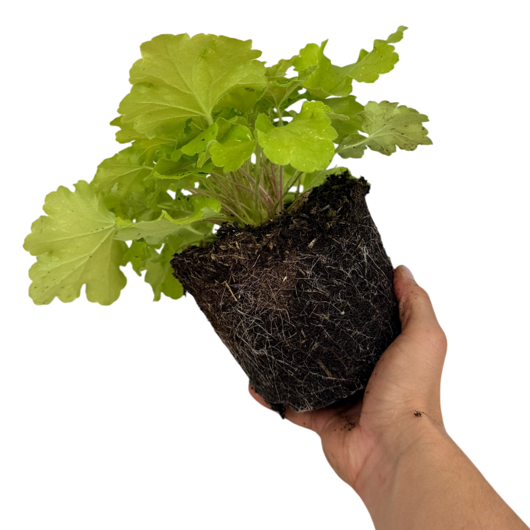 Heuchera ‘Lime Marmalade’ — Hardy Perennial, 2L Pot