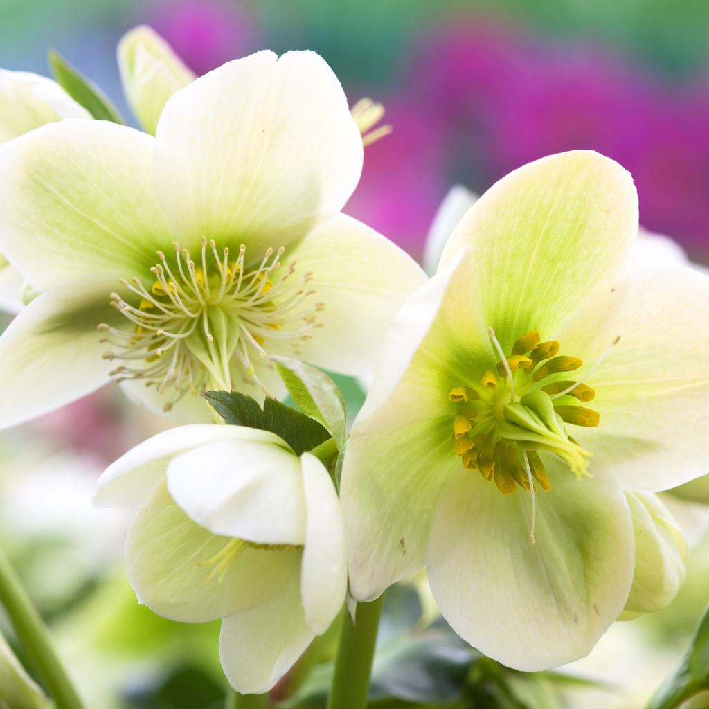 Hellebore ‘Frostkiss Molly's White’ — Hardy Perennial, Bee-Friendly, 2L Pot