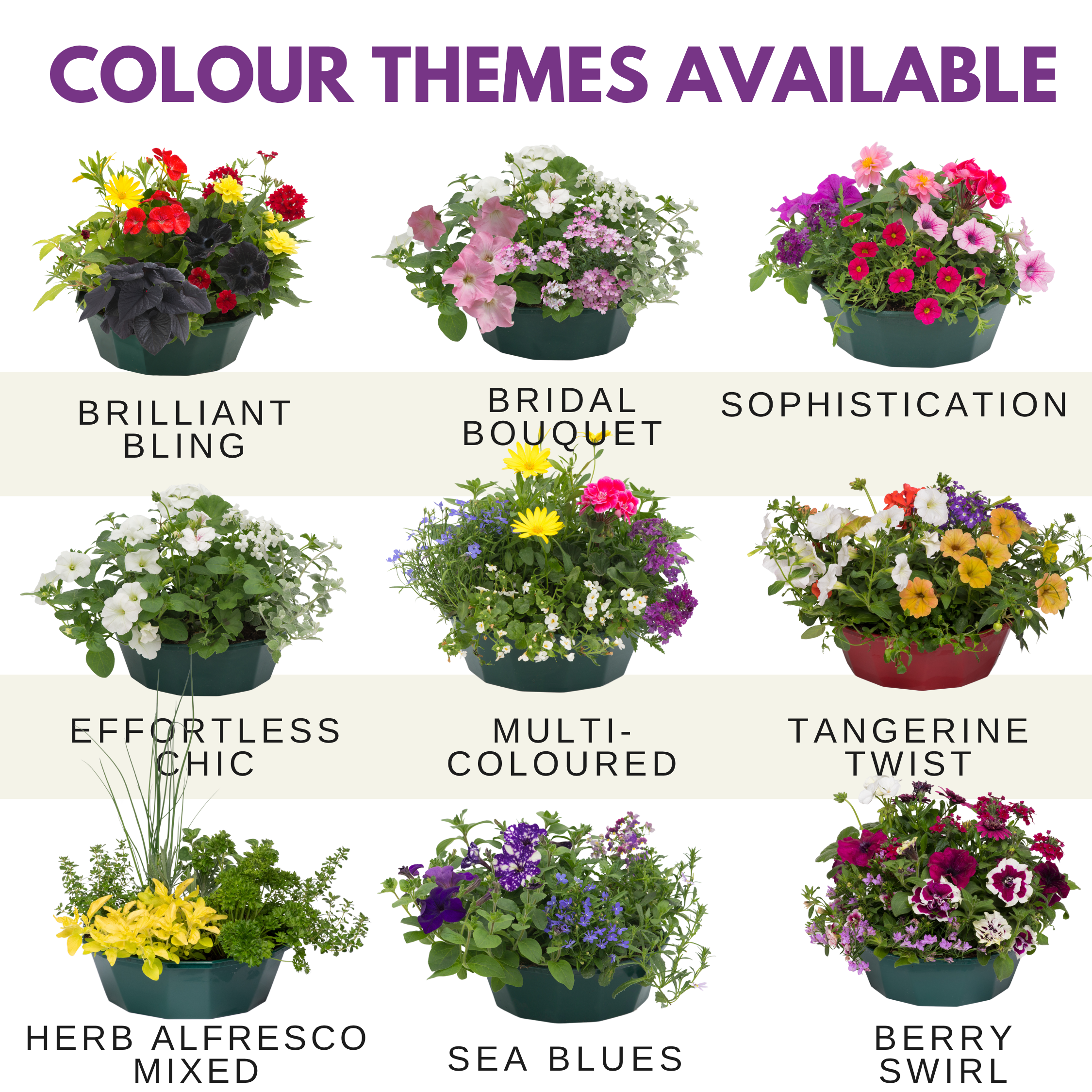 Berry Swirl Speedplanter — Pre-Planted Mixed Annual Display, 7-Plant Set