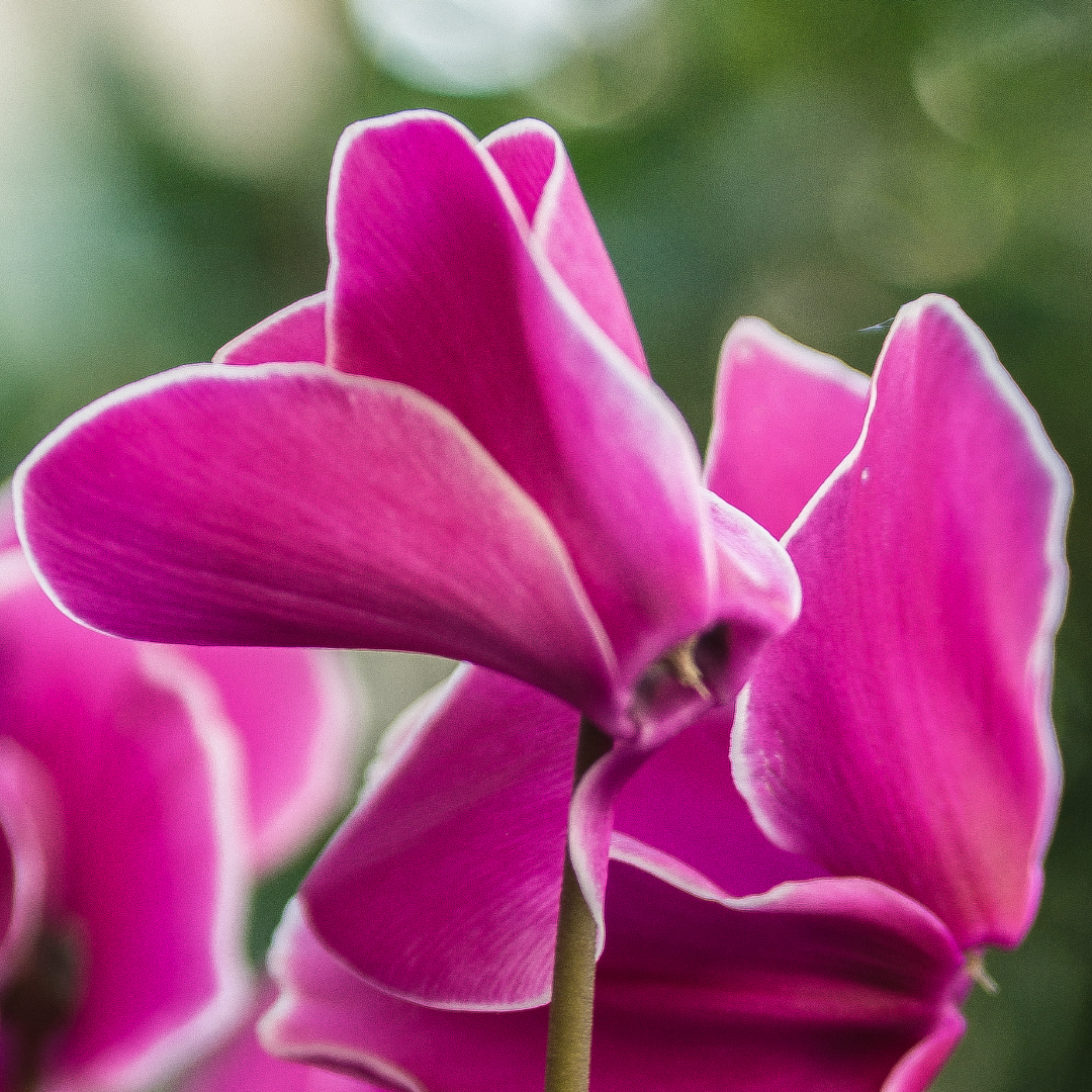 Cyclamen ‘Bicolour Pink Flame’ — Hardy Perennial, 1L Pot