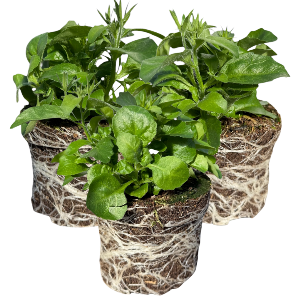 Lobelia 'Sweet Springs Dark Blue' — Half-Hardy Annual, 10.5cm Pot (Set of 3 or 6)