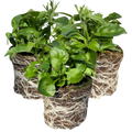 Lobelia 'Sweet Springs Dark Blue' — Half-Hardy Annual, 10.5cm Pot (Set of 3 or 6)
