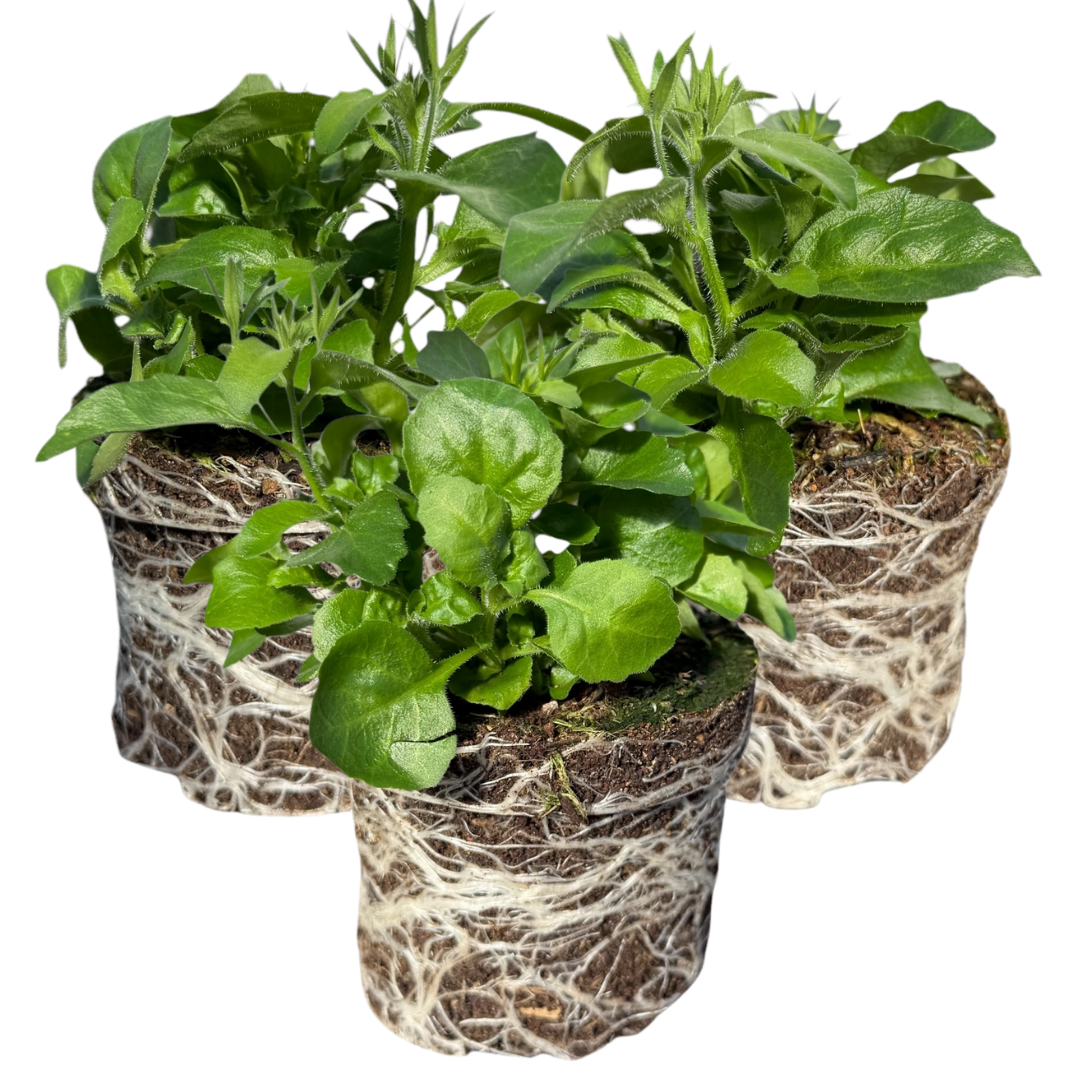 Lobelia 'Sweet Springs Dark Blue' — Half-Hardy Annual, 10.5cm Pot (Set of 3 or 6)