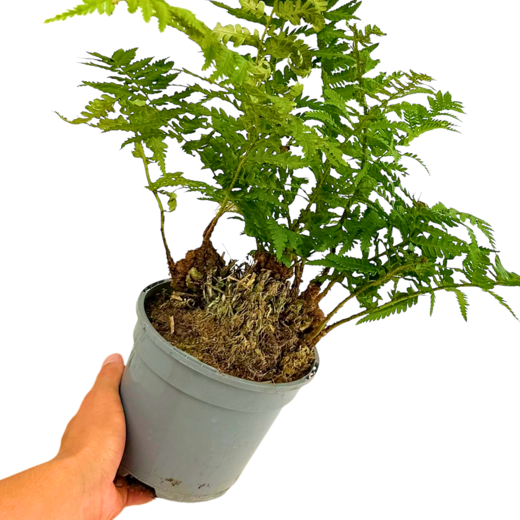 Soft ‘Shield’ — Hardy Perennial, 2L Pot