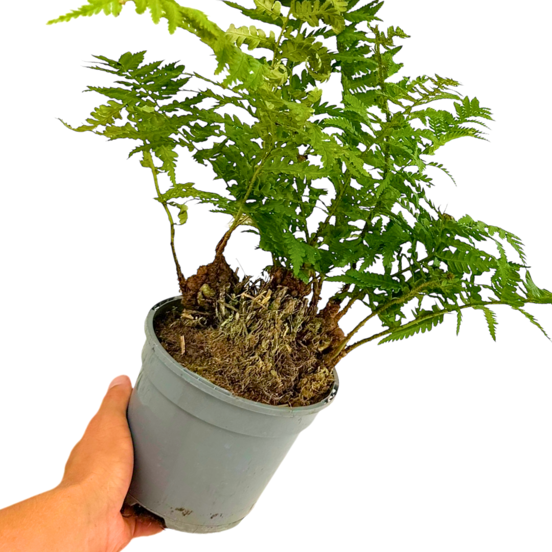 Soft ‘Shield’ — Hardy Perennial, 2L Pot