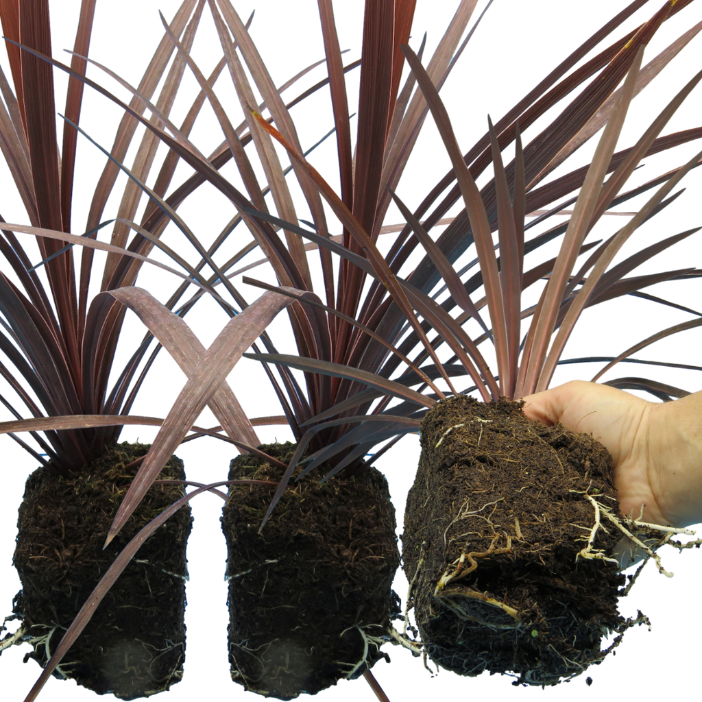 Cordyline ‘Red star’ — Evergreen Architectural Shrub, 1L Pot (Set of 3 or 6)