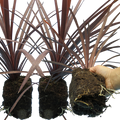 Cordyline ‘Red star’ — Evergreen Architectural Shrub, 1L Pot (Set of 3 or 6)