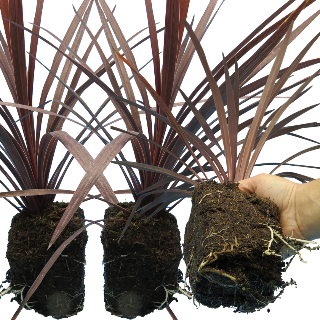 Cordyline ‘Red star’ — Evergreen Architectural Shrub, 1L Pot (Set of 3 or 6)