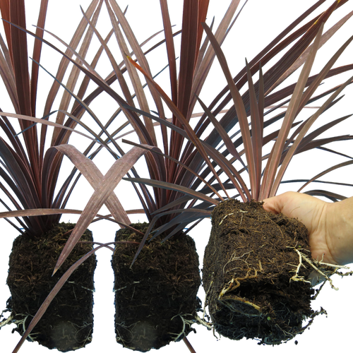 Cordyline ‘Red star’ — Evergreen Architectural Shrub, 1L Pot (Set of 3 or 6)