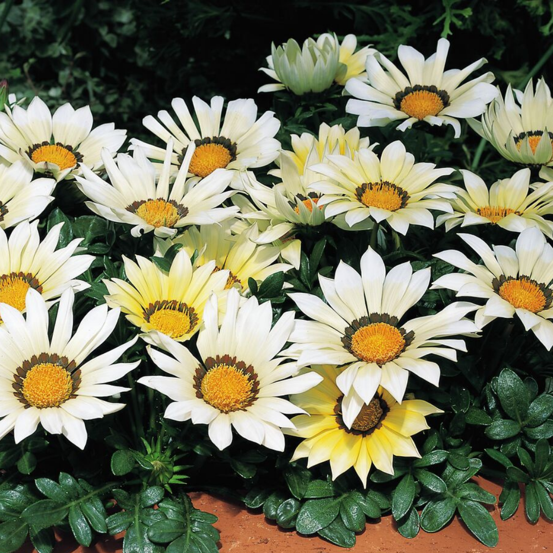Gazania ‘Kiss White Improved’ — Hardy Perennial, 1L Pot (Set of 3 or 6)