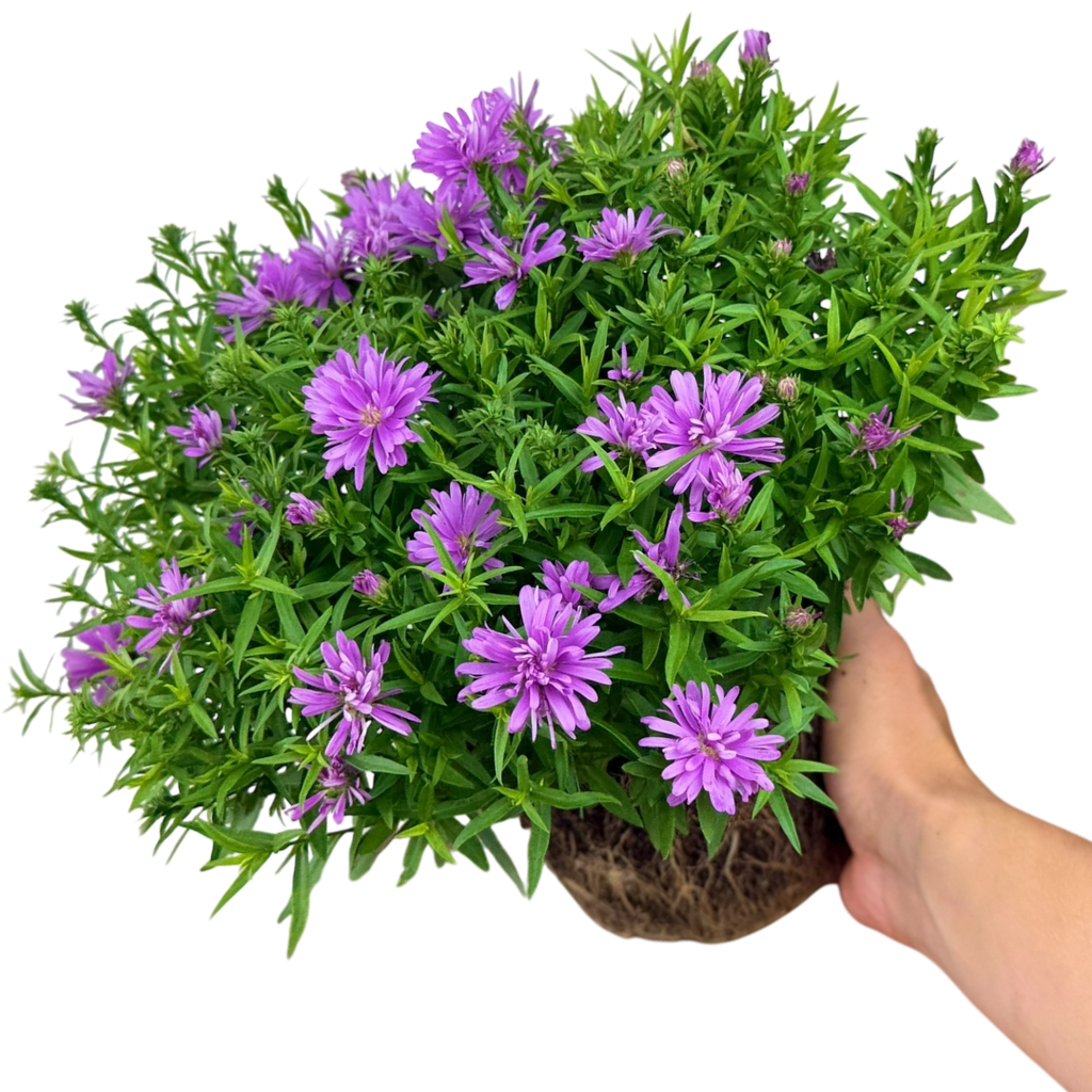 Aster ‘Alpha Light Pink’ — Hardy Perennial, 2L Pot