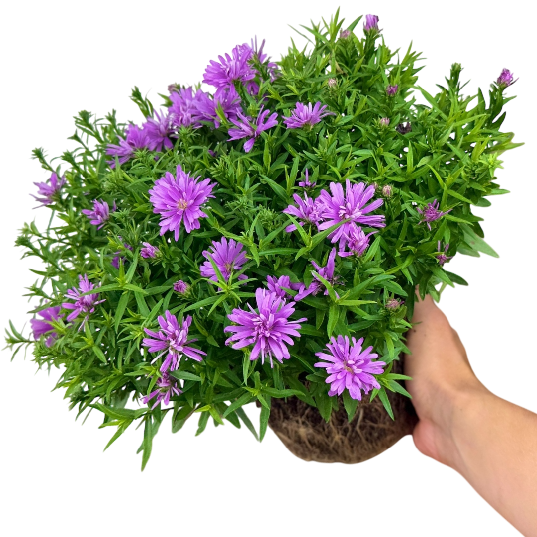 Aster ‘Alpha Light Pink’ — Hardy Perennial, 2L Pot