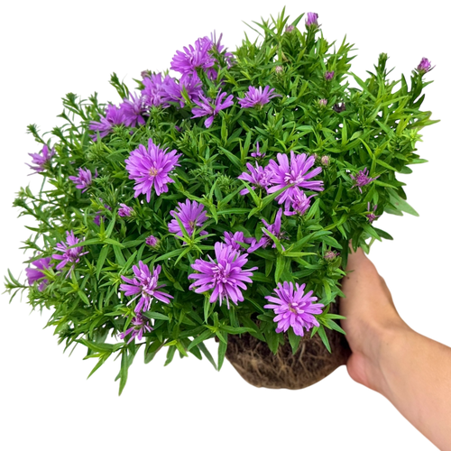 Aster ‘Alpha Light Pink’ — Hardy Perennial, 2L Pot