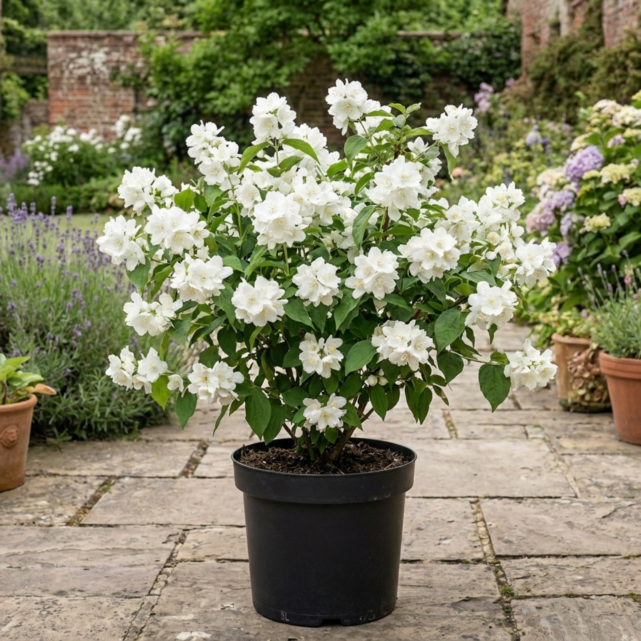 Philadelphus ‘Snowbelle Mock Orange’ — Deciduous Shrub, Bee-Friendly, 3L Pot