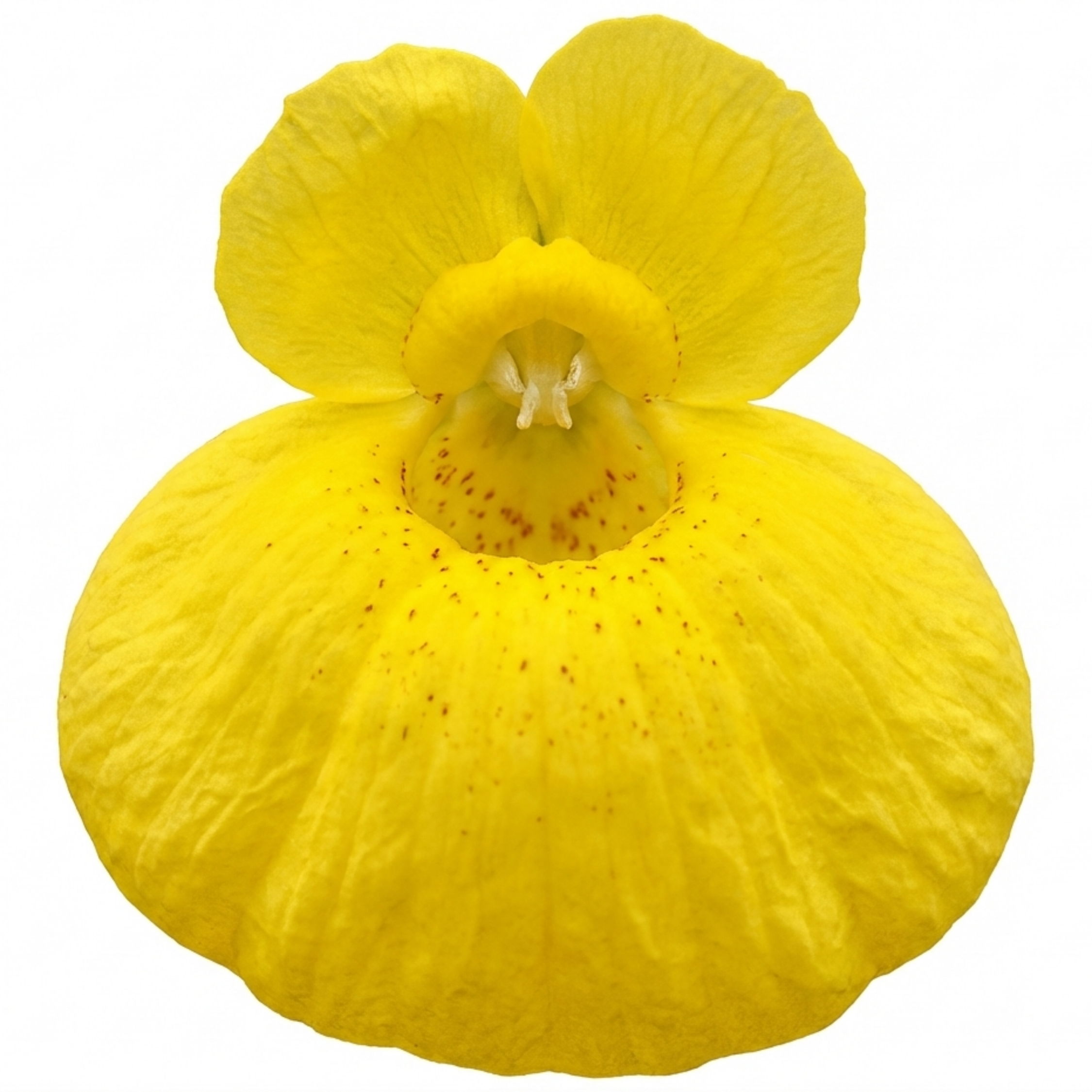 Calceolaria ‘Yellow’ — Hardy Perennial, 1L Pot (Set of 3 or 6)
