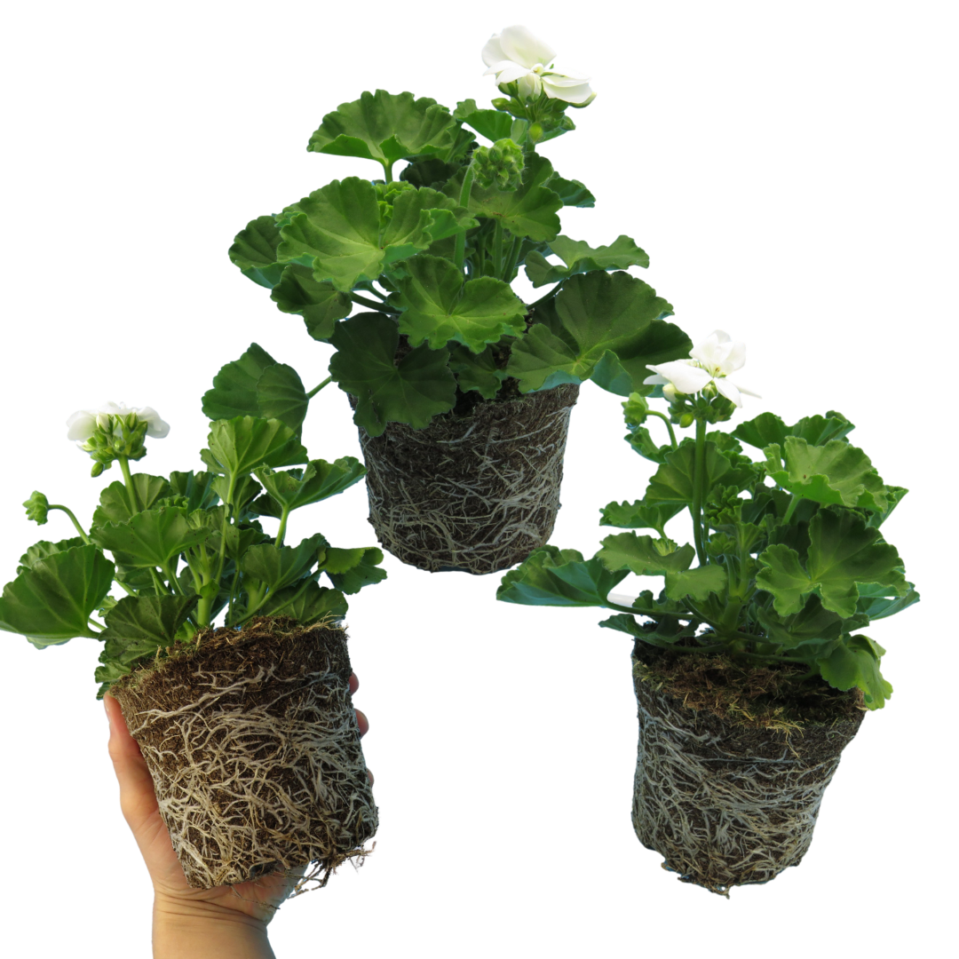 Pelargonium ‘White’ — Tender Perennial (grown as bedding), Bee-Friendly, 1L Pot (Set of 3 or 6)
