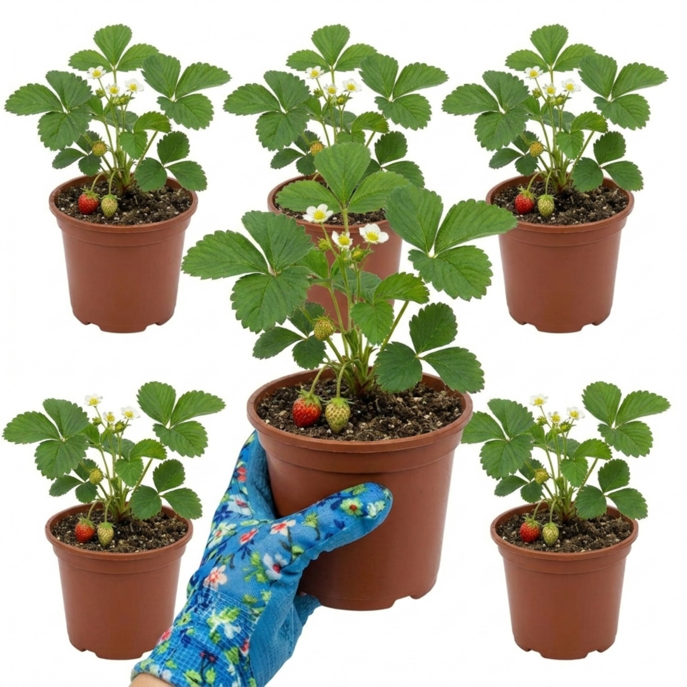 Strawberry ‘Delizz’ — Perennial Fruit Plant, 1L Pot (Set of 3 or 6)
