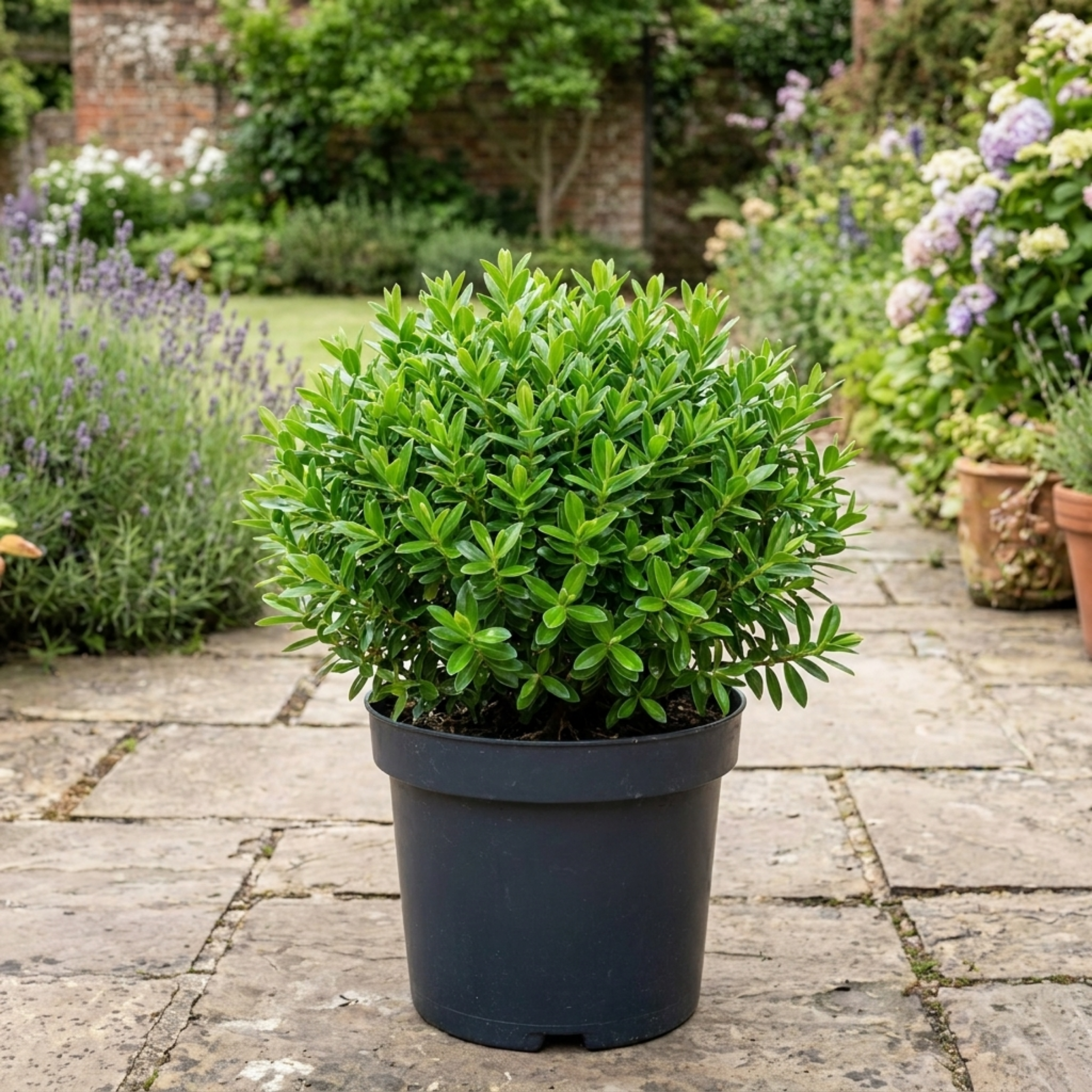 Hebe ‘Emerald Gem’ — Evergreen Shrub, Bee-Friendly, 2L Pot
