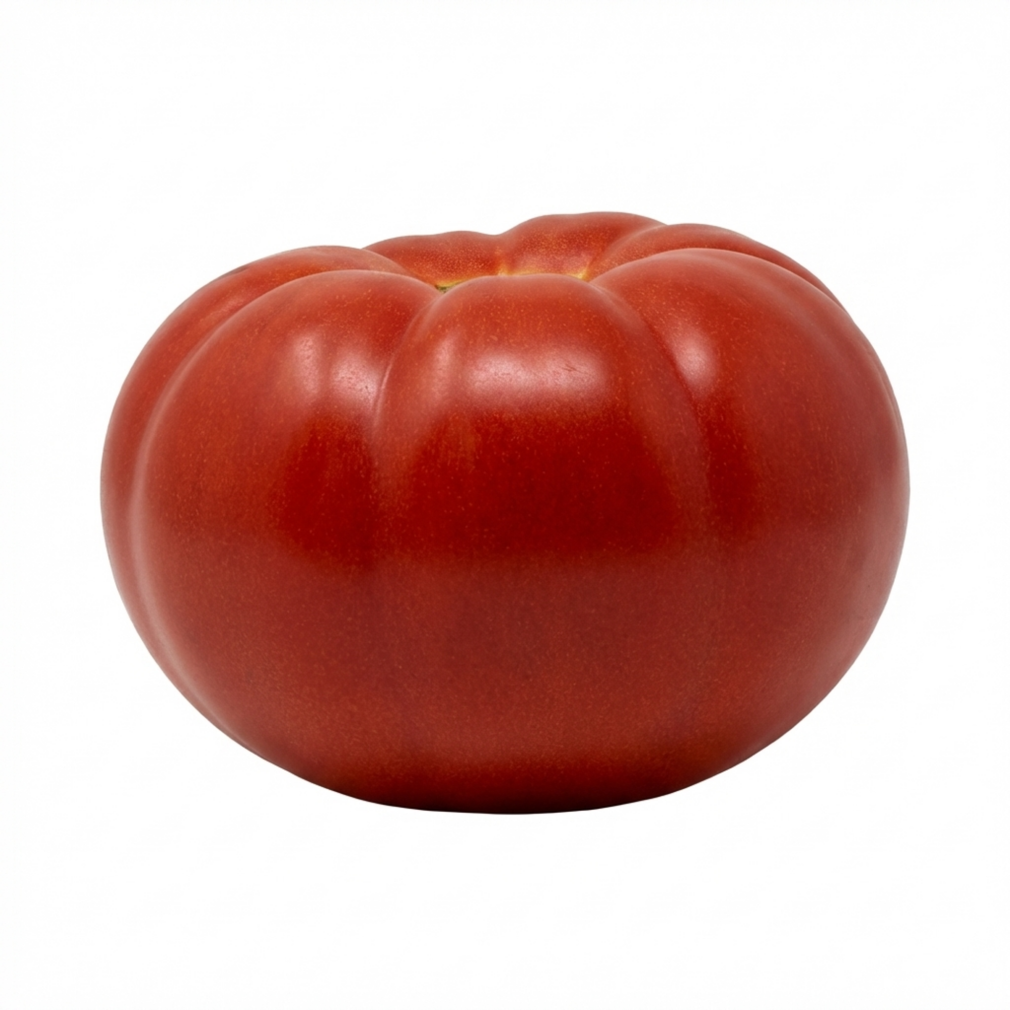 Tomato ‘Supersteak’ — Fruit Plant / Tender Annual, 10.5cm Pot (Set of 3 or 6)