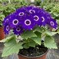 Senetti ‘Violet Pericallis’ — Bedding Plant, Bee-Friendly, 17cm Pot