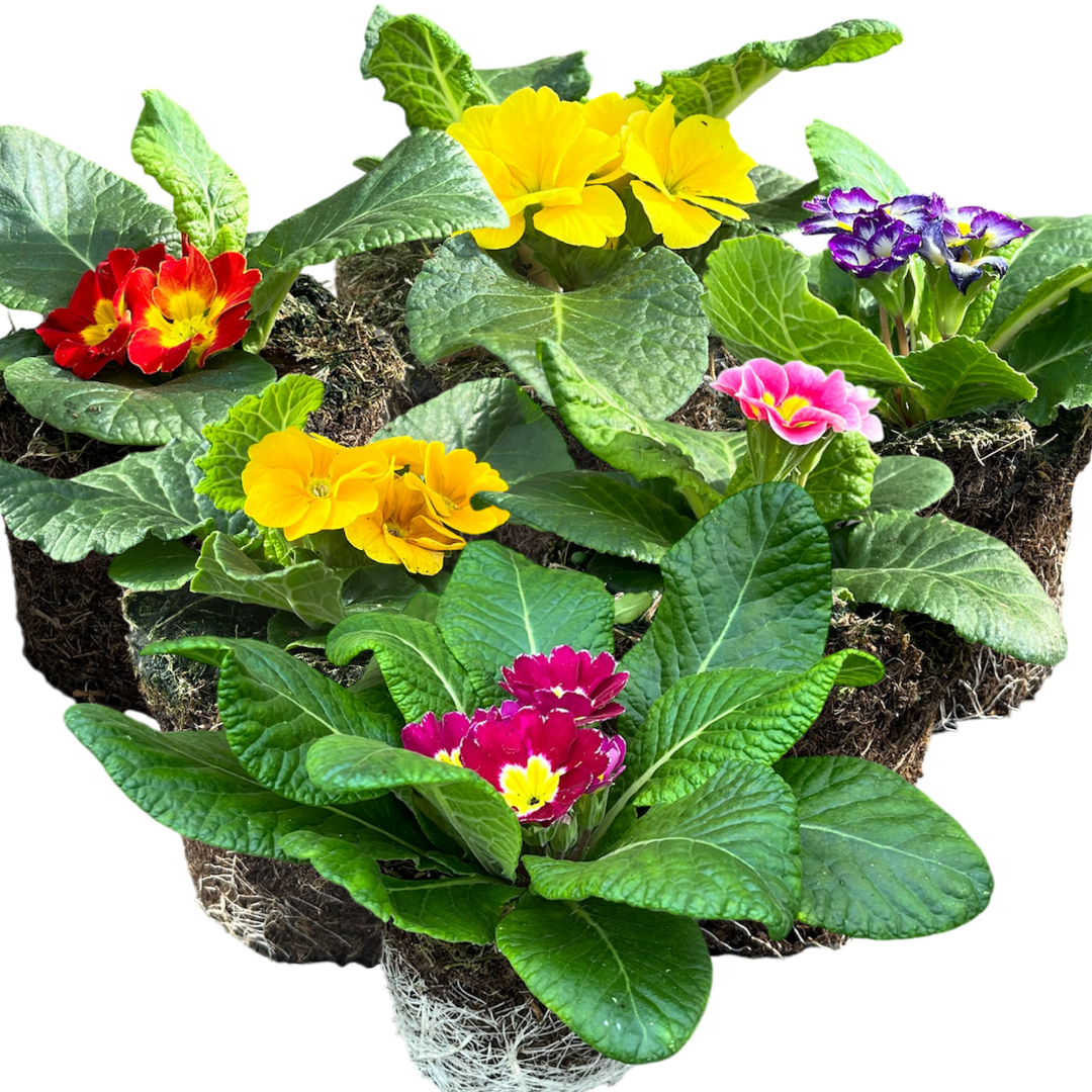 Primrose ‘Growers Selection’ — Hardy Perennial, Bee-Friendly, 10.5cm Pot