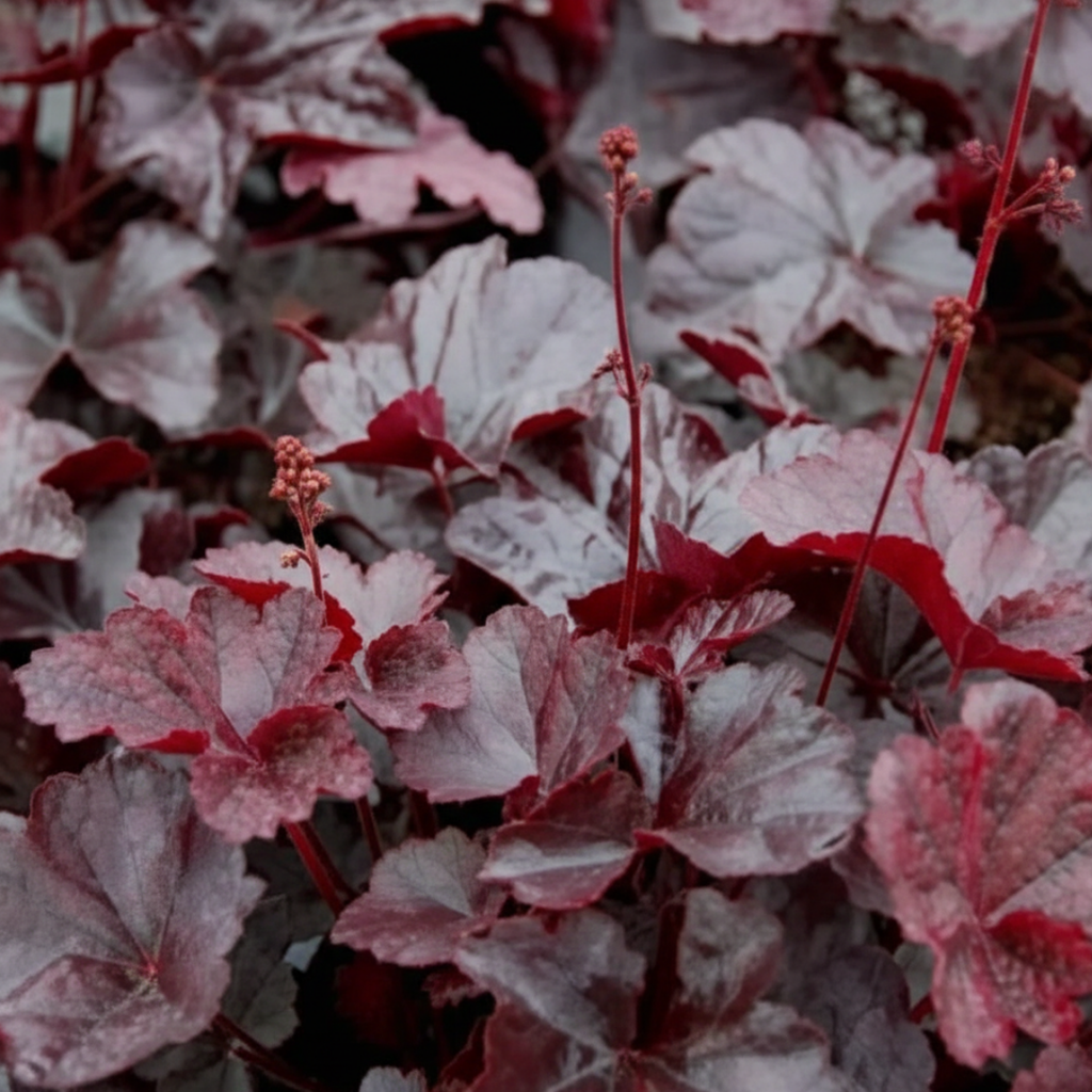 Heuchera ‘Obsidian’ — Hardy Perennial, 2L Pot