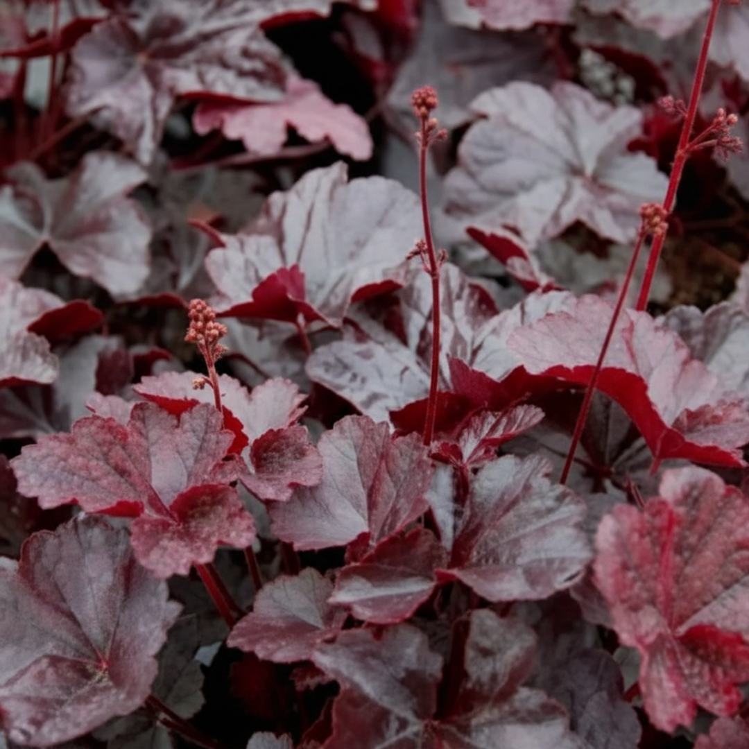 Heuchera ‘Obsidian’ — Hardy Perennial, 2L Pot
