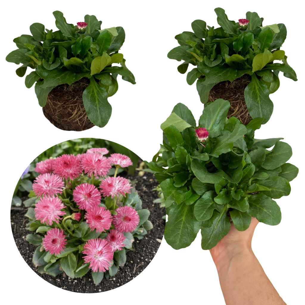Bellis ‘Habanera Rose’ — Hardy Perennial, 1L Pot