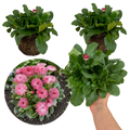 Bellis ‘Habanera Rose’ — Hardy Perennial, 1L Pot