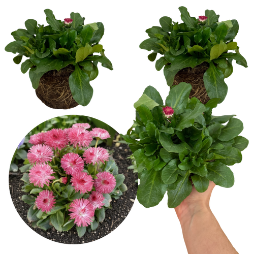 Bellis ‘Habanera Rose’ — Hardy Perennial, 1L Pot