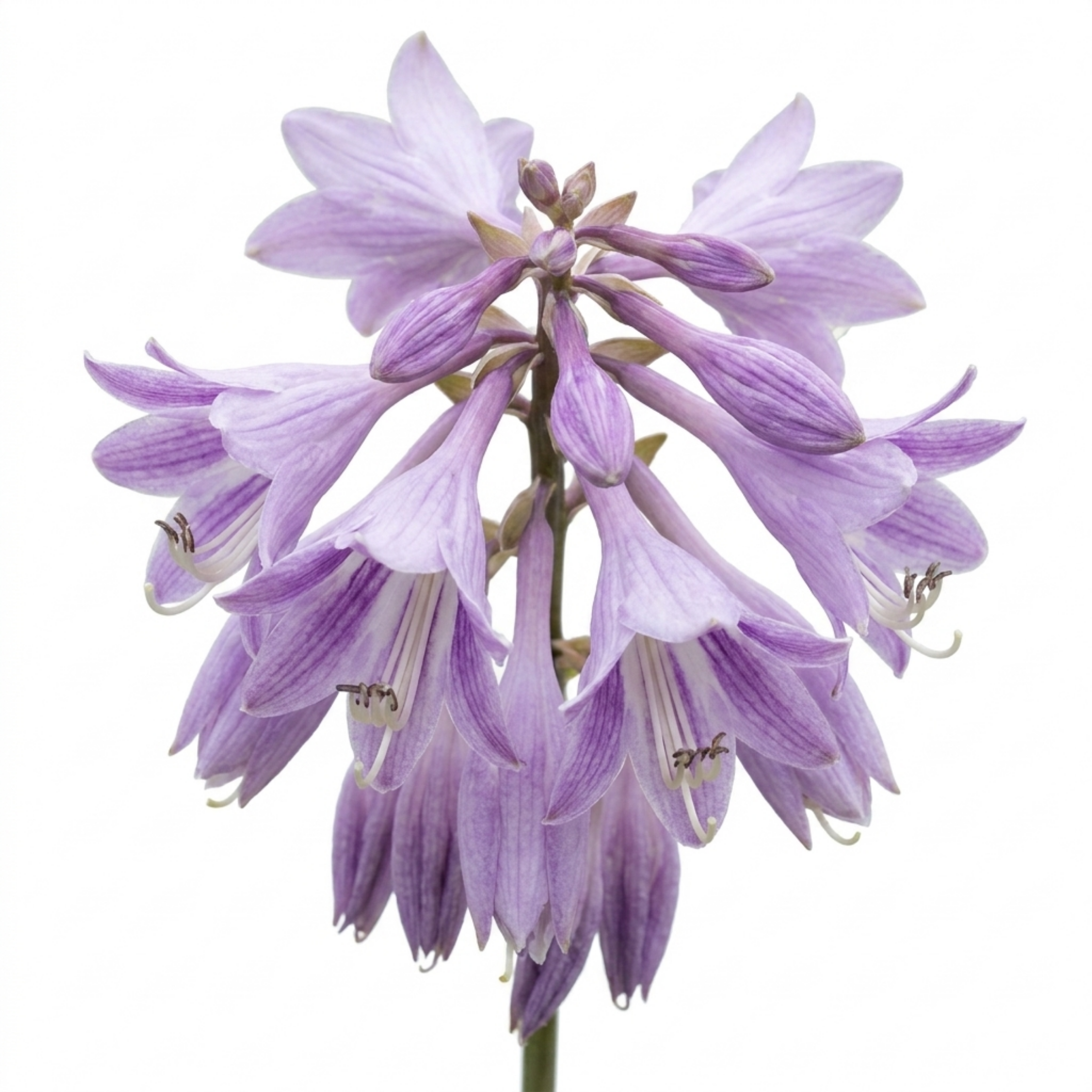 Hosta ‘Growers' Mix’ — Herbaceous Perennial, Bee-Friendly, 1L Pot (Set of 3 or 6)