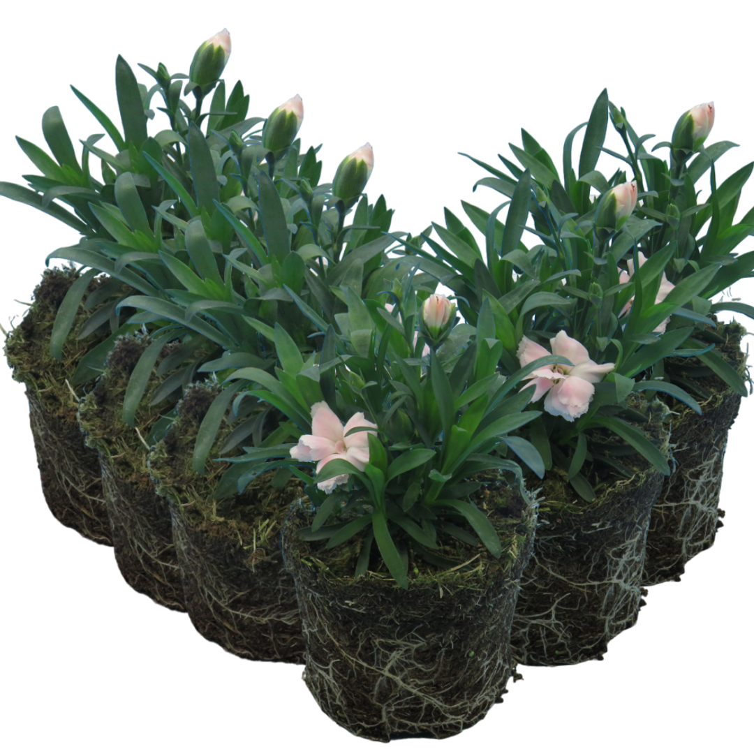 Carnation ‘White’ — Hardy Perennial, Bee-Friendly, 10.5cm Pot
