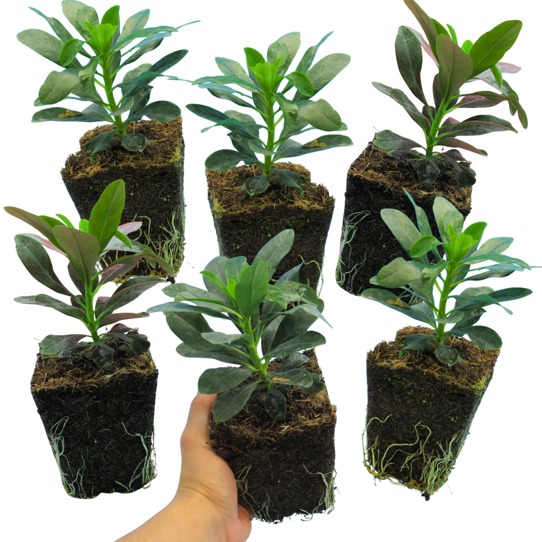 Euphorbia ‘Robbiae’ — Hardy Perennial, 1L Pot