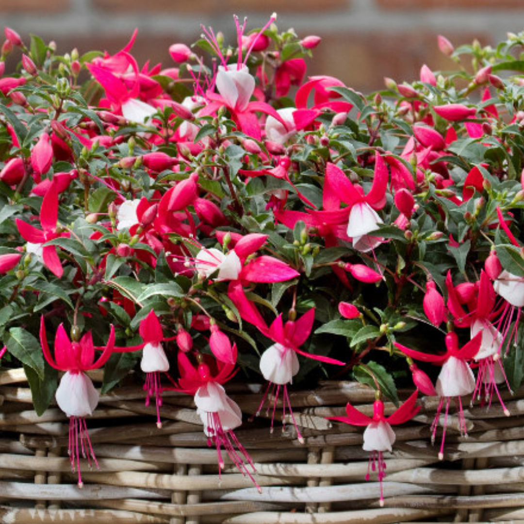 Fuchsia ‘Evita’ — Patio Fuchsia (semi-tender perennial), Bee-Friendly, 10.5cm Pot (Set of 3 or 6)