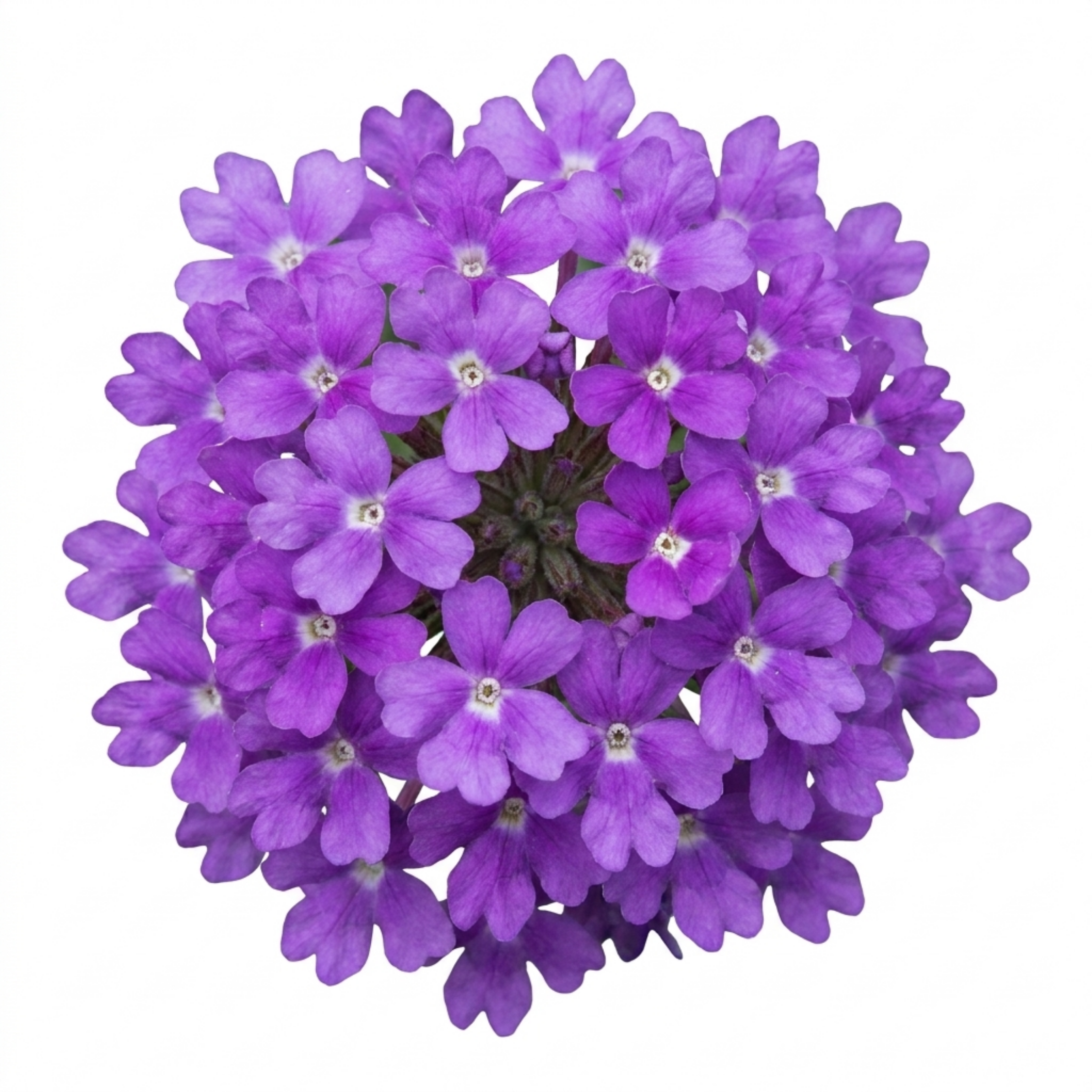 Verbena ‘Bonariensis’ — Hardy Perennial, Bee-Friendly, 1L Pot (Set of 3 or 6)