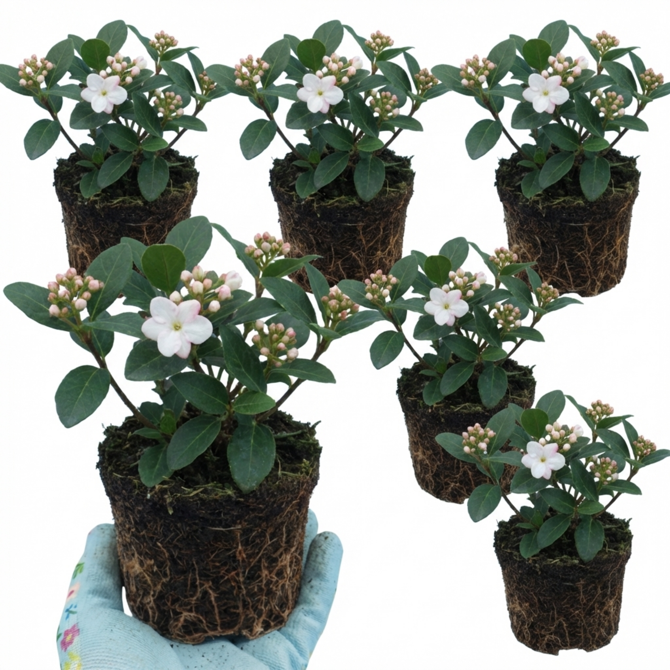 Viburnum ‘Tinus Gwenllian’ — Evergreen Shrub, Bee-Friendly, 11cm Pot (Set of 3 or 6)