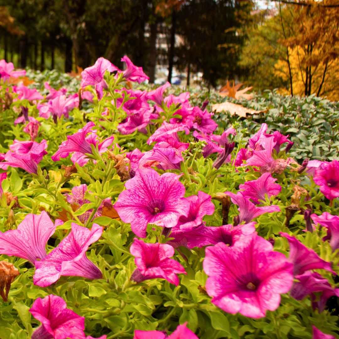 Petunia ‘Surfinia Hot Pink’ — Hardy Perennial, 10.5cm Pot (Set of 3 or 6)