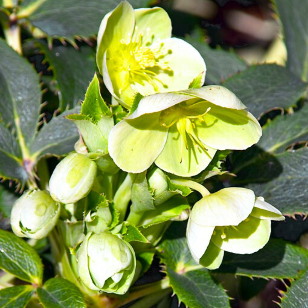 Hellebore ‘Argutifolius’ — Hardy Perennial, Bee-Friendly, 2L Pot