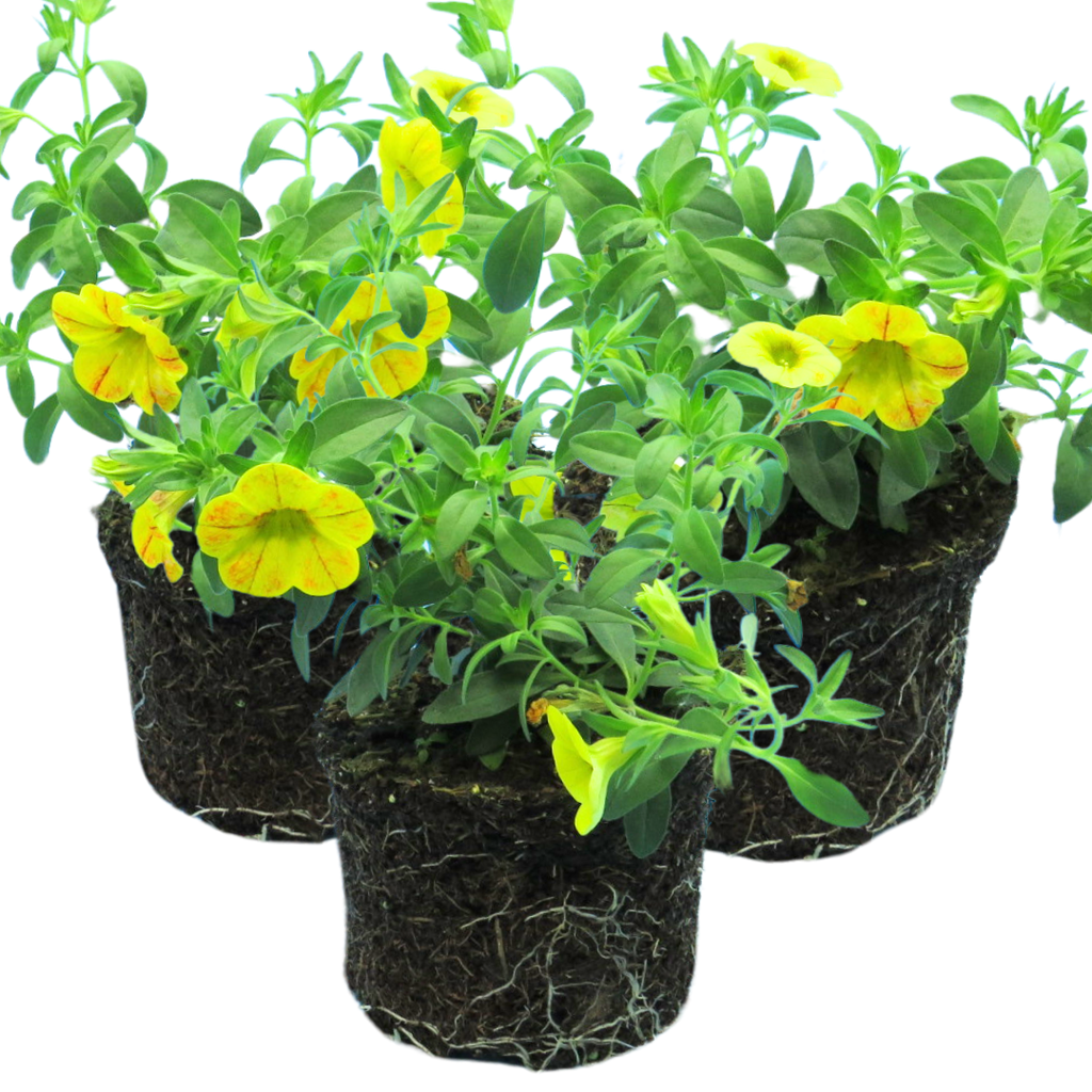 Calibrachoa ‘Cabaret Orange’ — Half-Hardy Trailing Annual, Bee-Friendly, 10.5cm Pot (Set of 3 or 6)