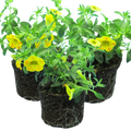 Calibrachoa ‘Cabaret Orange’ — Half-Hardy Trailing Annual, Bee-Friendly, 10.5cm Pot (Set of 3 or 6)