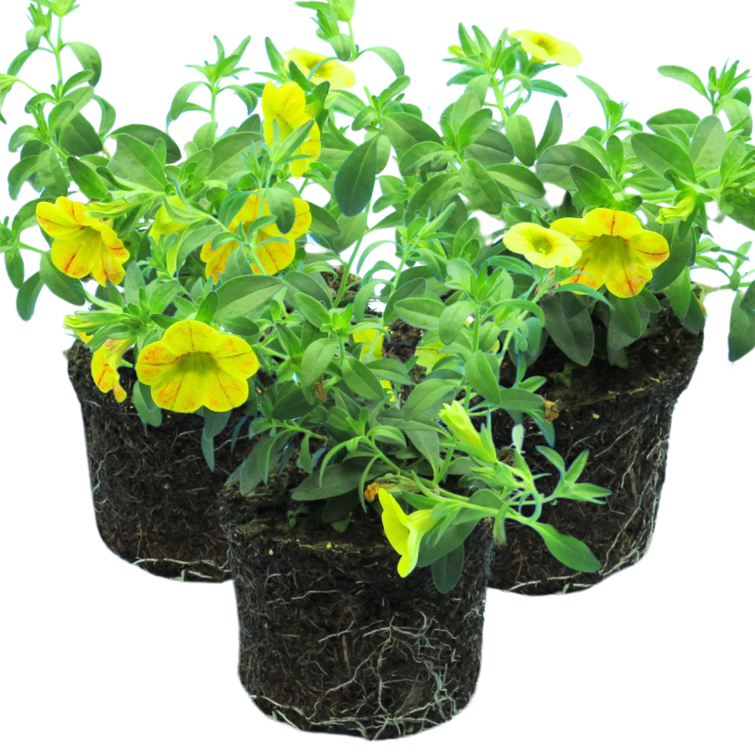 Calibrachoa ‘Cabaret Orange’ — Half-Hardy Trailing Annual, Bee-Friendly, 10.5cm Pot (Set of 3 or 6)