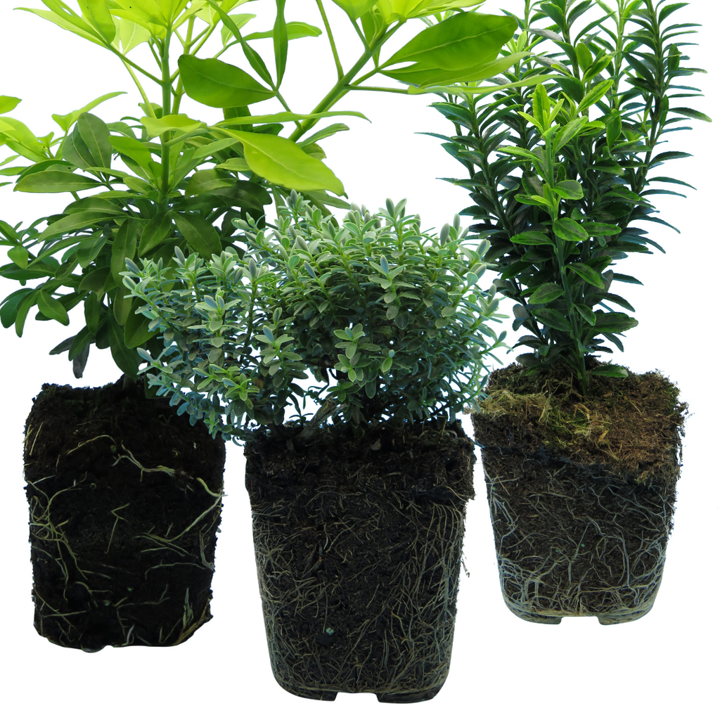 Evergreen Shrub Trio — Curated 3-Plant Set (Euonymus, Choisya, Hebe), 13cm Pots
