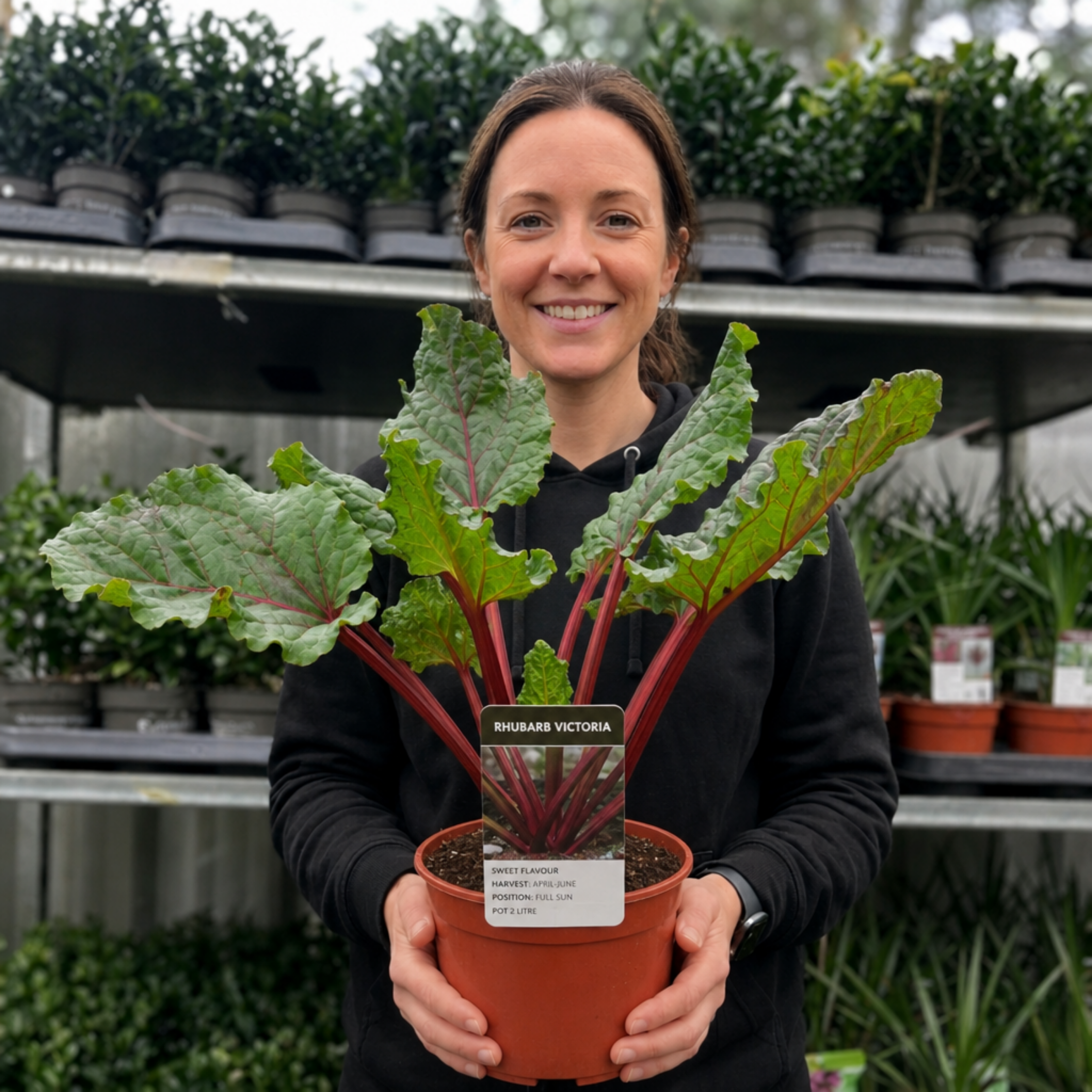 Rhubarb ‘Victoria’ — Hardy Perennial, 17cm Pot